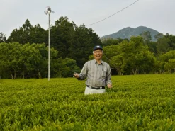 Hamburger Teespeicher Japan Honshu Mie Tokujou Sencha Hayashi Bio Outlet